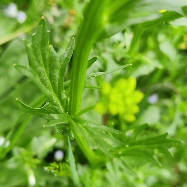 Barbarea vulgaris Leaf