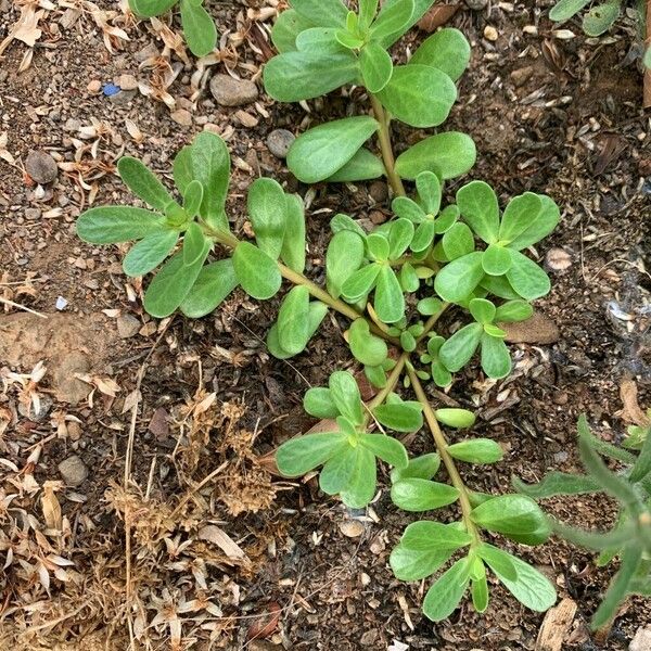 Portulaca oleracea ഇല