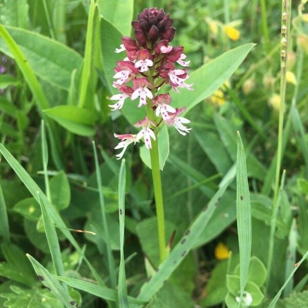 Neotinea ustulata Flower