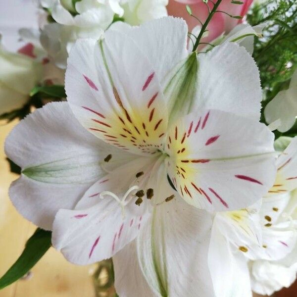 Alstroemeria aurea Λουλούδι