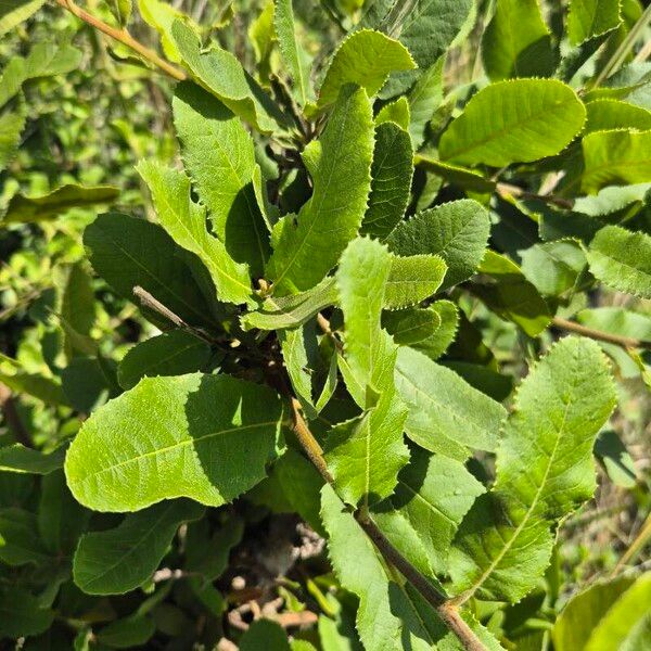 Pappea capensis Frunză
