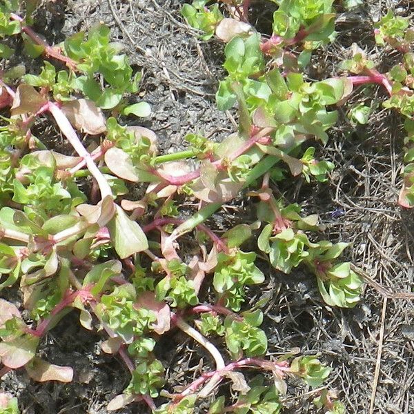 Lythrum borysthenicum 整株植物