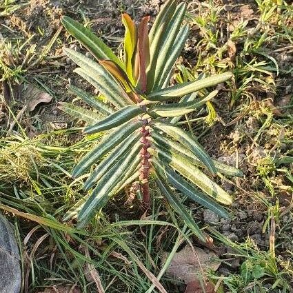 Euphorbia lathyris Кора