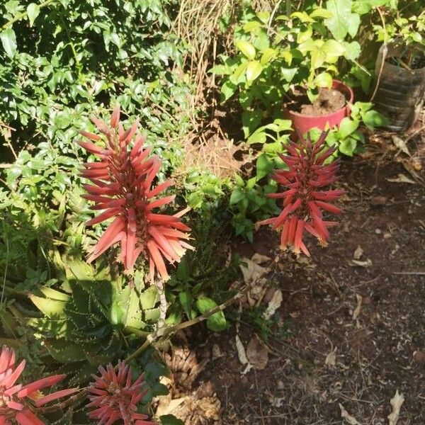 Aloe arborescens Kvet