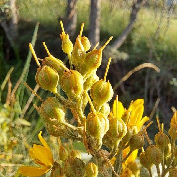 Lysimachia vulgaris Fruit