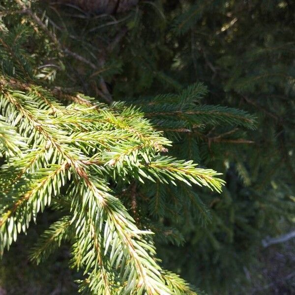 Picea rubens Leaf