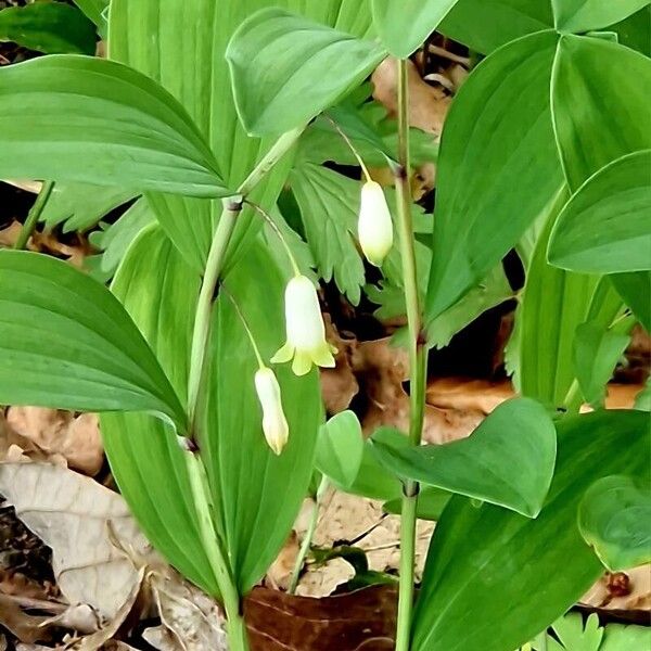 Polygonatum odoratum Hábito