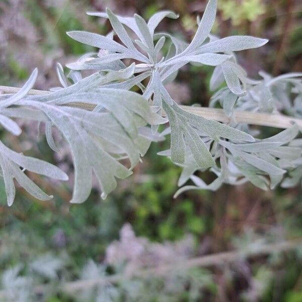 Artemisia absinthium Ліст