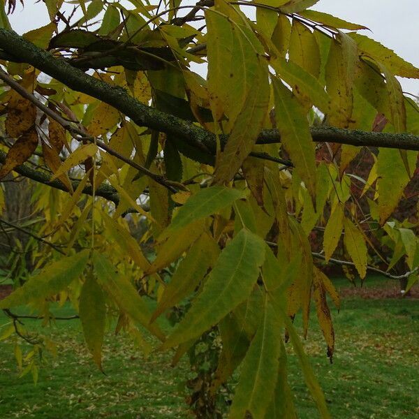 Carya illinoinensis ഇല