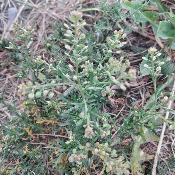 Lepidium ruderale Feuille