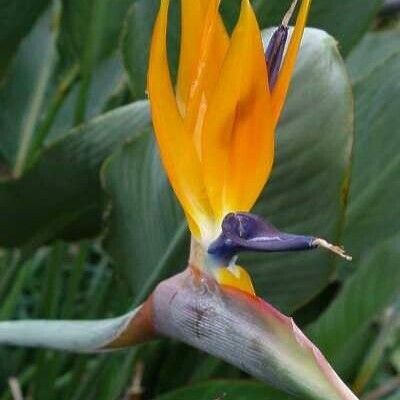 Strelitzia reginae 花