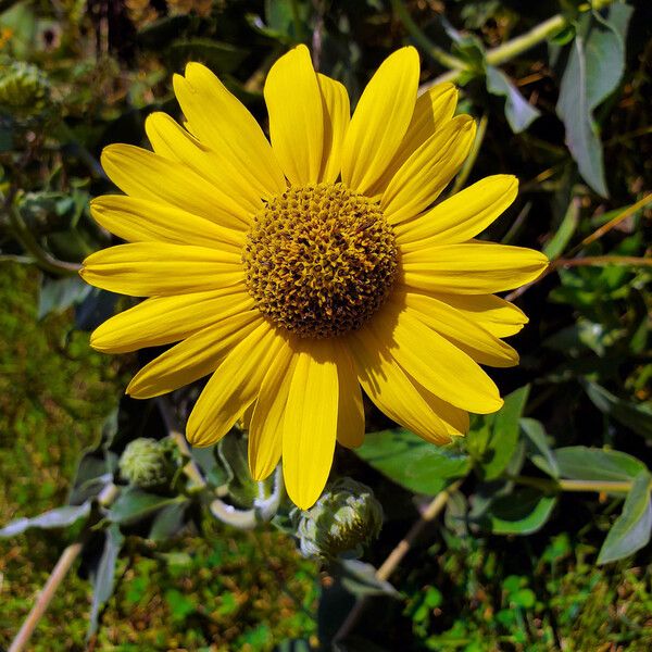 Helianthus mollis Virág