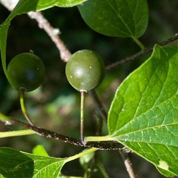 Celtis occidentalis Fruit