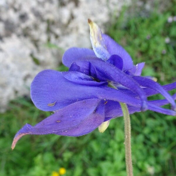 Aquilegia pyrenaica Kukka