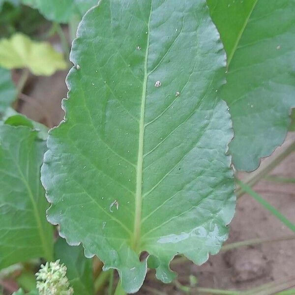 Rumex spinosus Blad