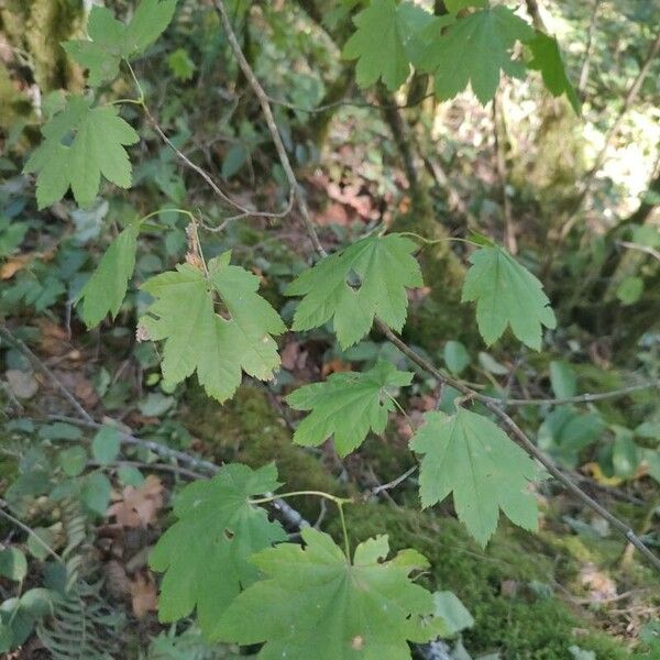 Acer circinatum Лист