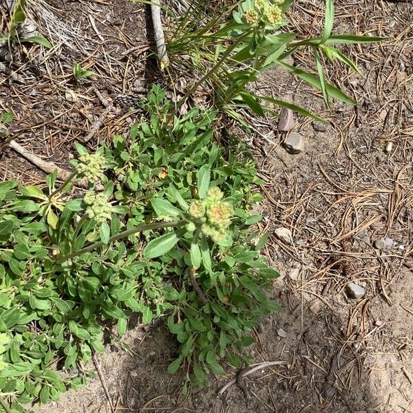 Eriogonum heracleoides Flor