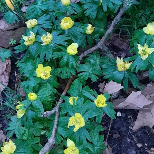 Eranthis hyemalis عادت