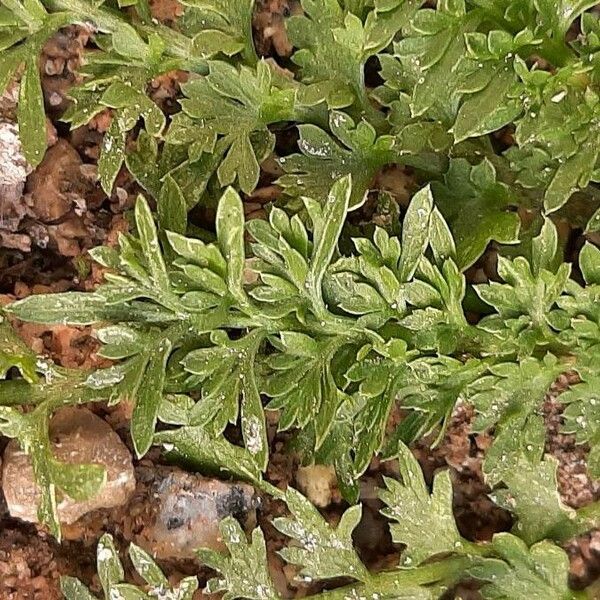 Lepidium didymum Folha