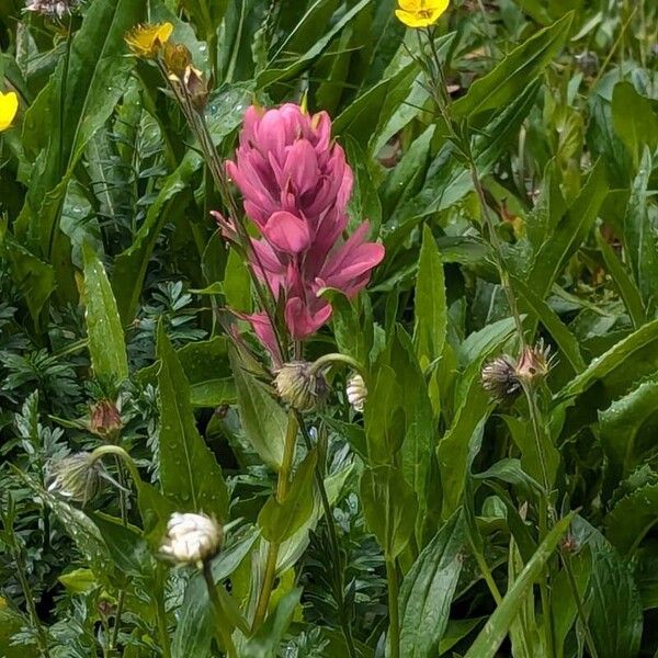 Castilleja parviflora പുഷ്പം