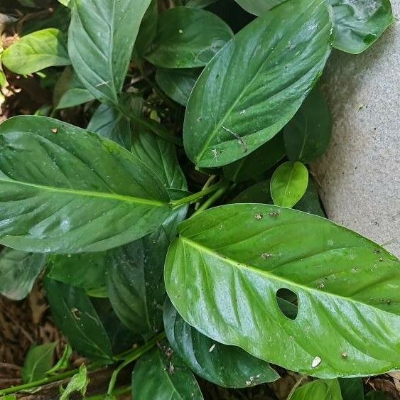 Monstera lechleriana Lapas