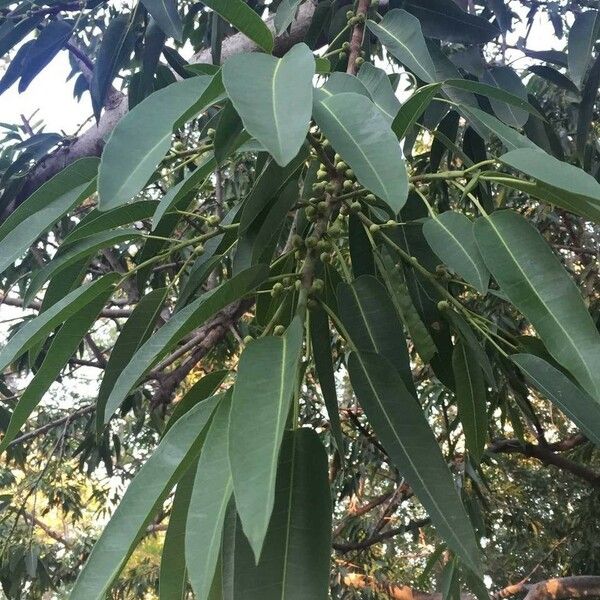 Ficus salicifolia Leht