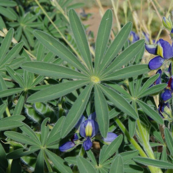 Lupinus digitatus ഇല