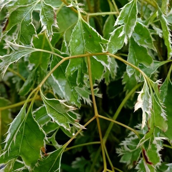 Polyscias guilfoylei Leaf