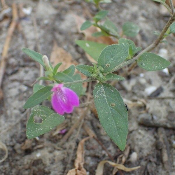 Justicia ladanoides Blüte