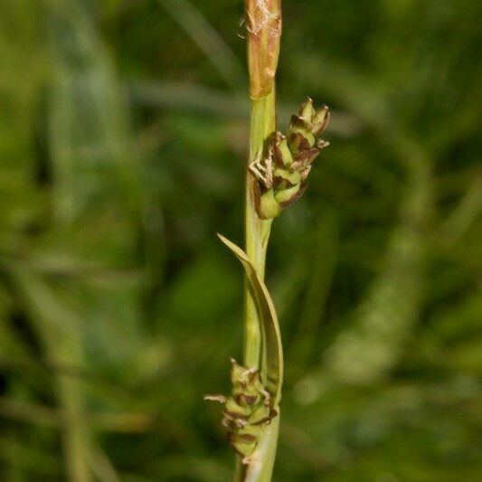 Carex vaginata Gyümölcs