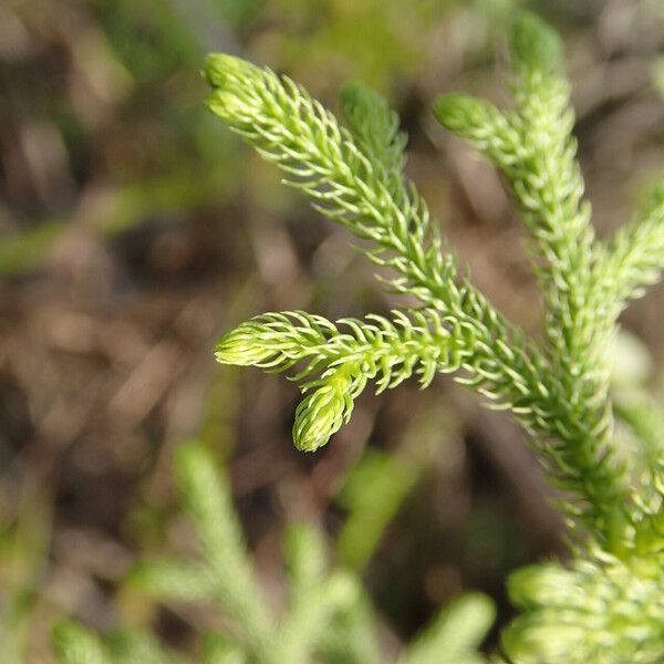 Lycopodiella cernua ᱥᱟᱠᱟᱢ