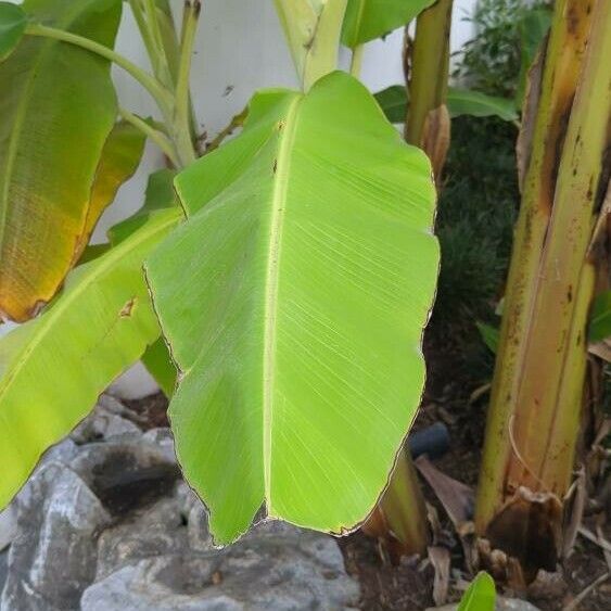 Musa acuminata Levél