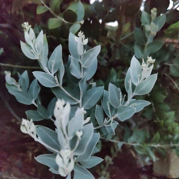 Acacia podalyriifolia ഇല