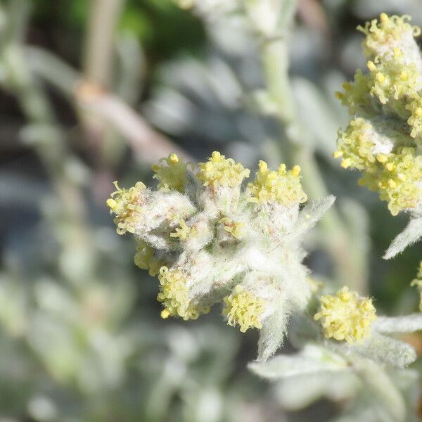 Artemisia umbelliformis Fleur