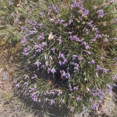 Erinacea anthyllis Flower