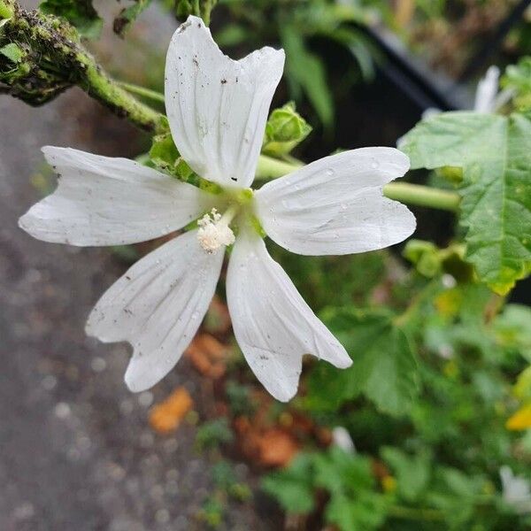 Malva parviflora Blomma