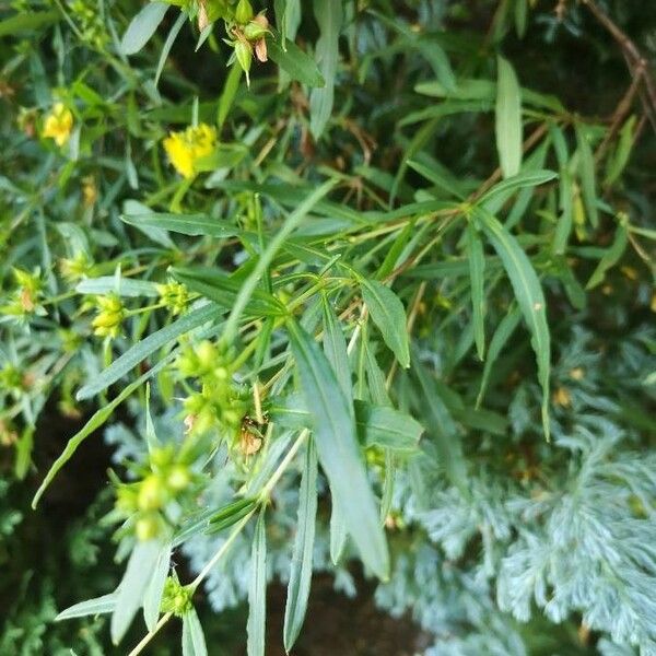 Hypericum prolificum 葉