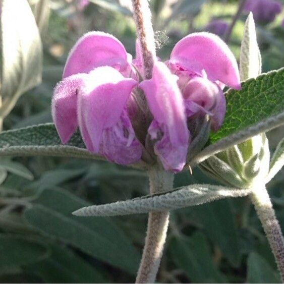 Phlomis purpurea Кветка