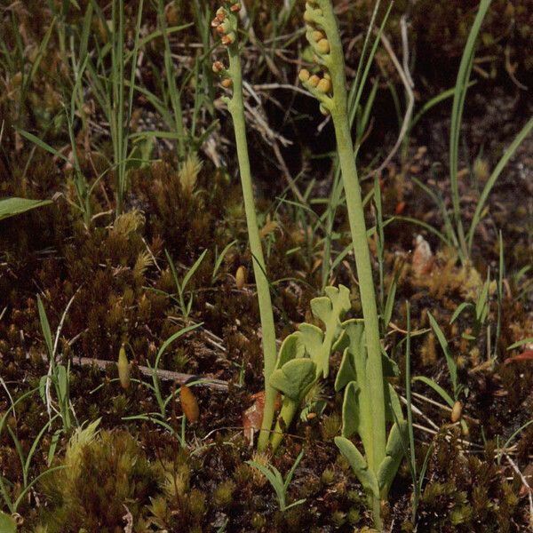 Botrychium simplex عادت