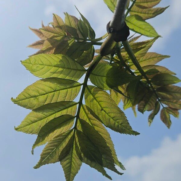 Fraxinus excelsior Foglia