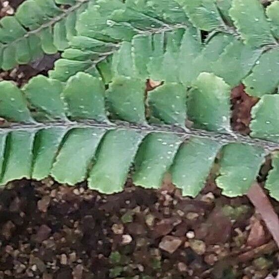 Adiantum hispidulum Leaf
