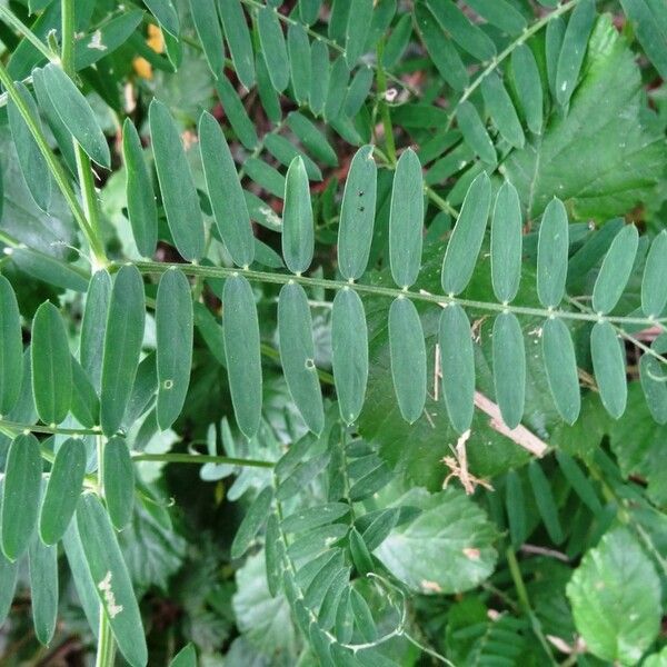 Vicia cracca Leaf