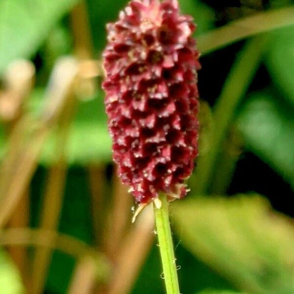 Sanguisorba officinalis Fruchs