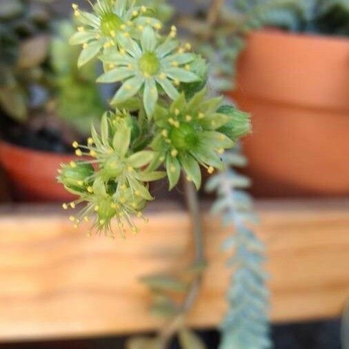 Aeonium tabulaeforme Flower