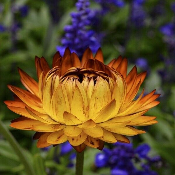 Xerochrysum bracteatum Flower