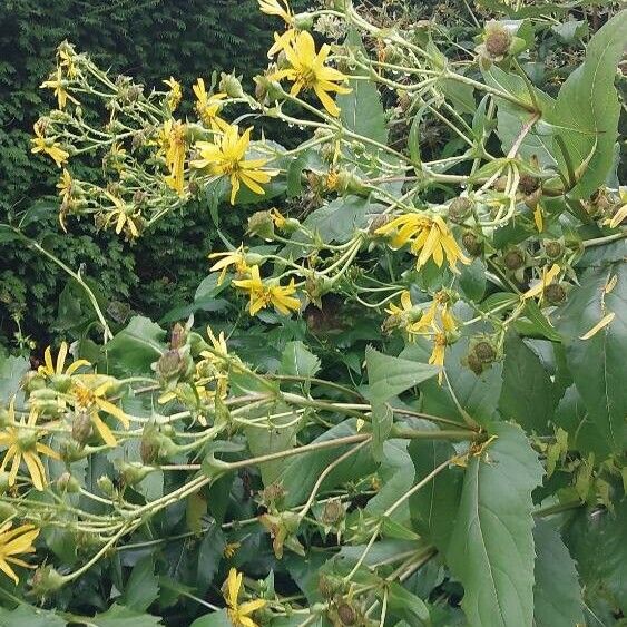 Silphium perfoliatum Çiçek