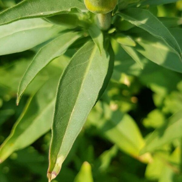 Clarkia amoena Leaf
