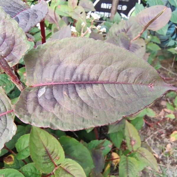 Persicaria microcephala Levél