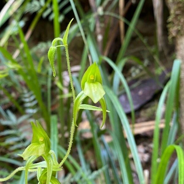 Achlydosa glandulosa Blomma