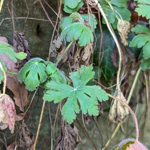 Geranium macrorrhizum Folla